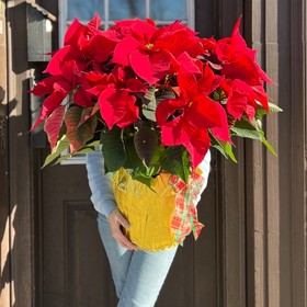 Large Poinsettia