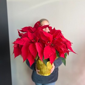 Poinsettia Red Medium