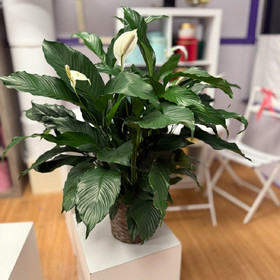 Peace Lily Plant 8