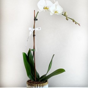 Royal White Orchid