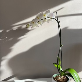 Royal White Orchid